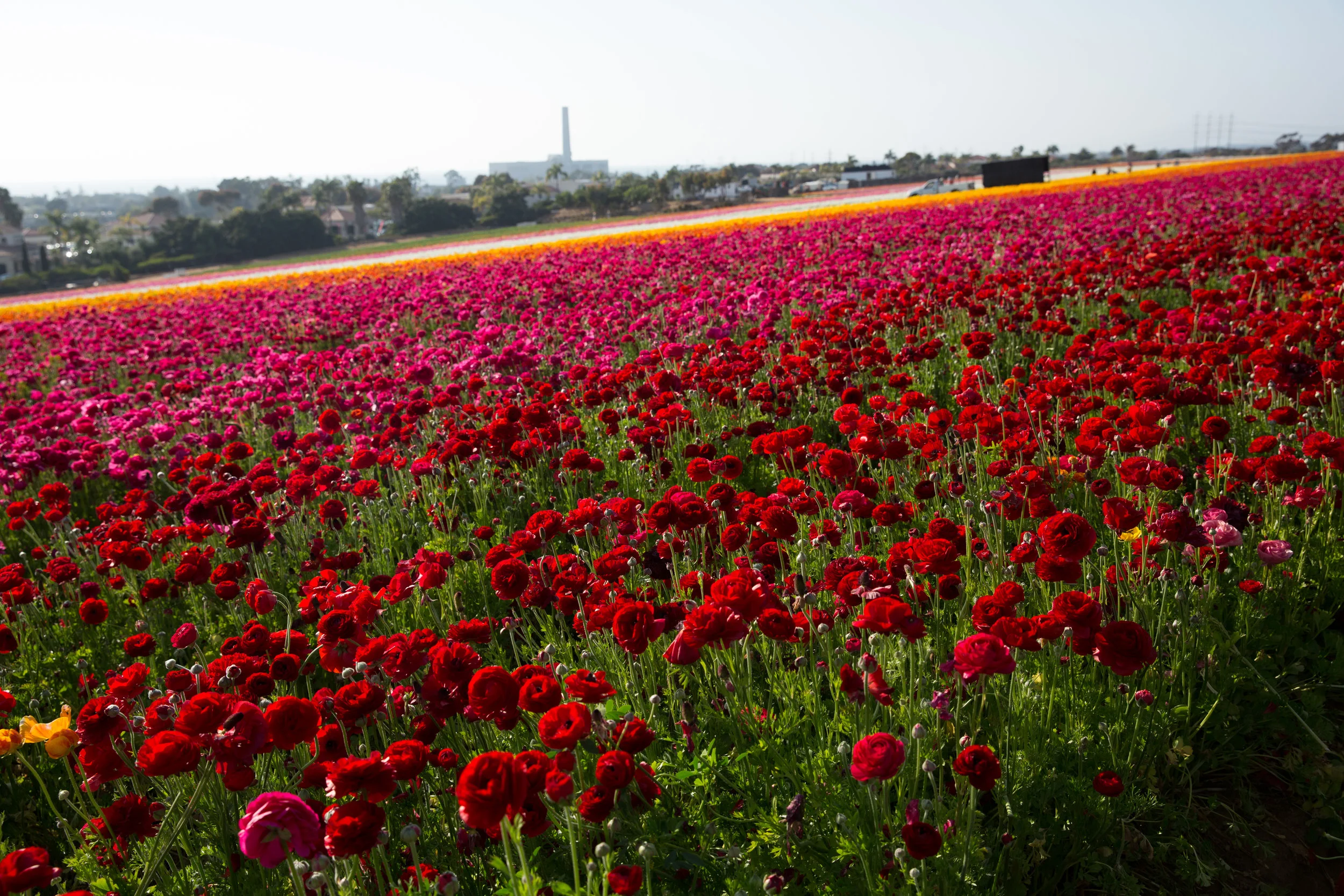 FLOWER_FIELDS-60.jpg