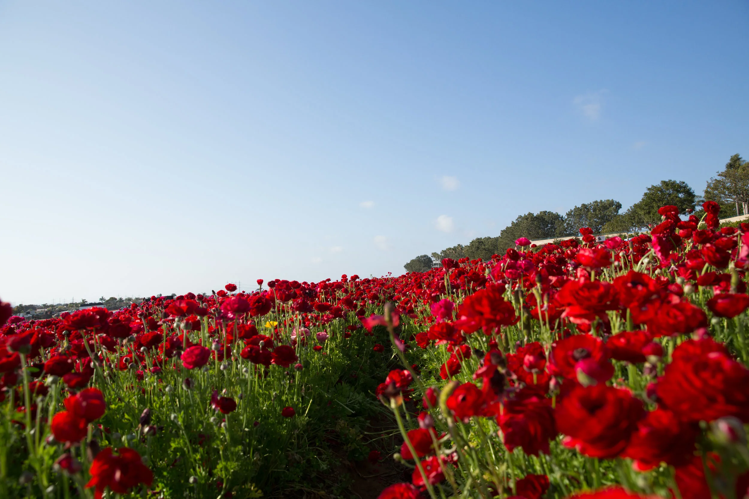 FLOWER_FIELDS-61.jpg