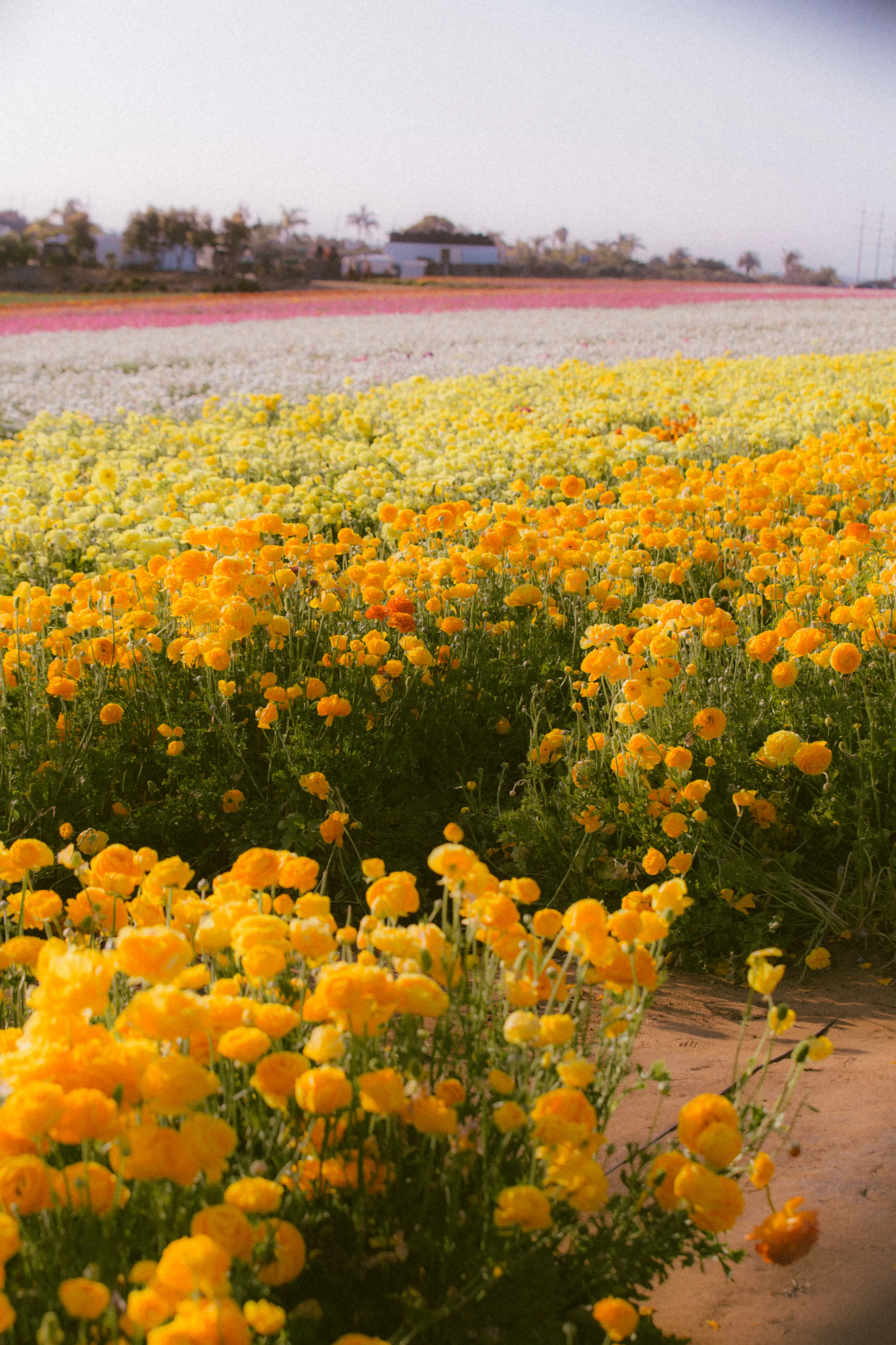FLOWER_FIELDS-113.jpg