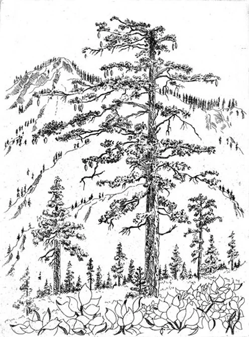 Etching, Sugar Pine on Spanish Creek