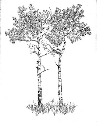 Quaking Aspens