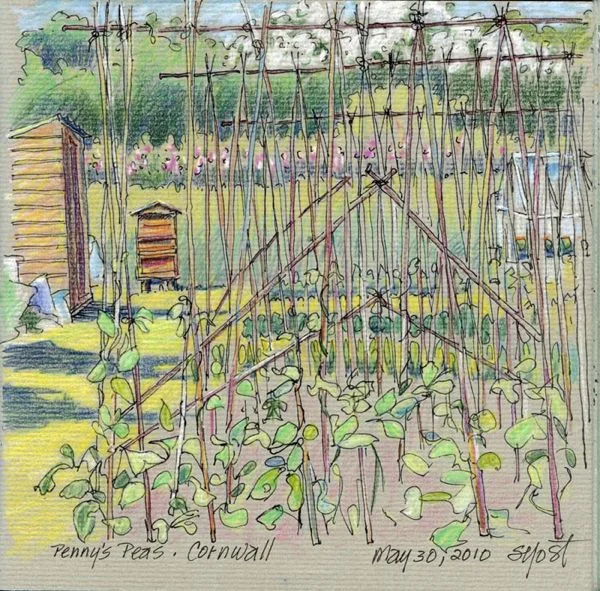 Penny's Peas, cornwall, England • Limited Edition 1/20