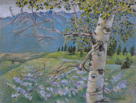 Aspen in the Sawtooths