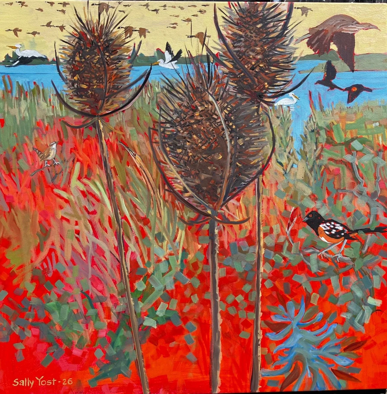 Teasel and Birds Royal road, Fern ridge Wetlands 