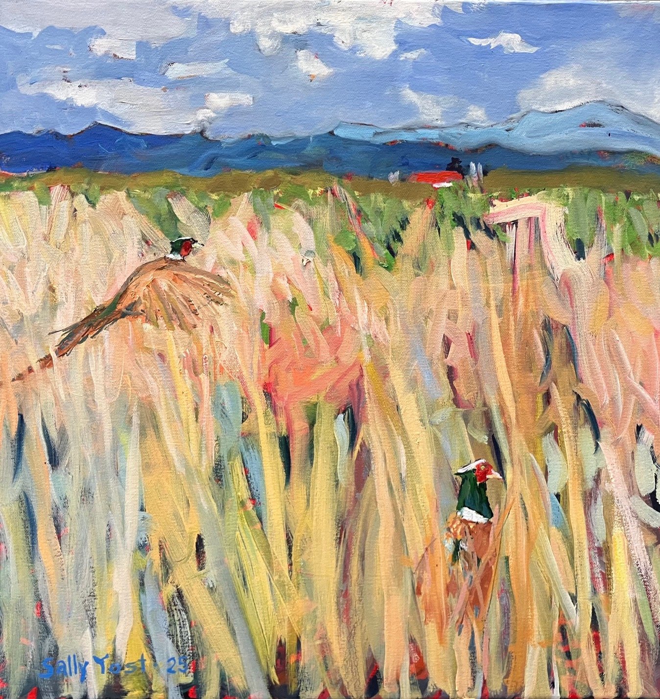 Pheasants,  Fisher Butte, Fern Ridge Wetlands