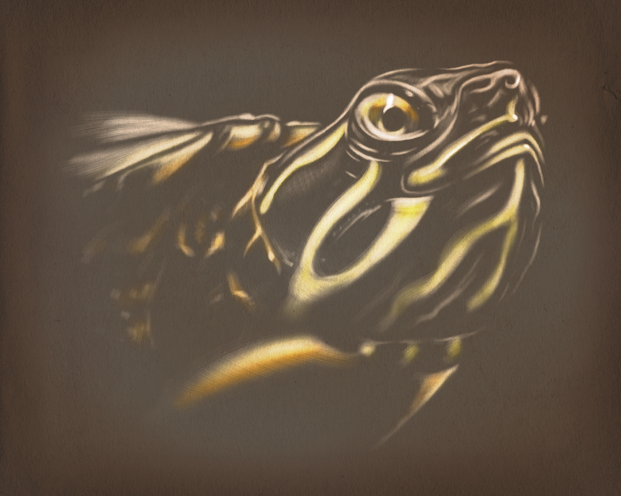 Oviatt the turtle