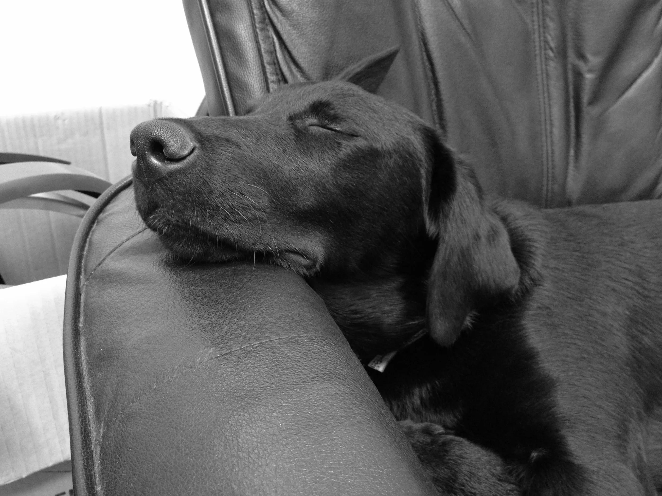 ellie asleep on the job.JPG