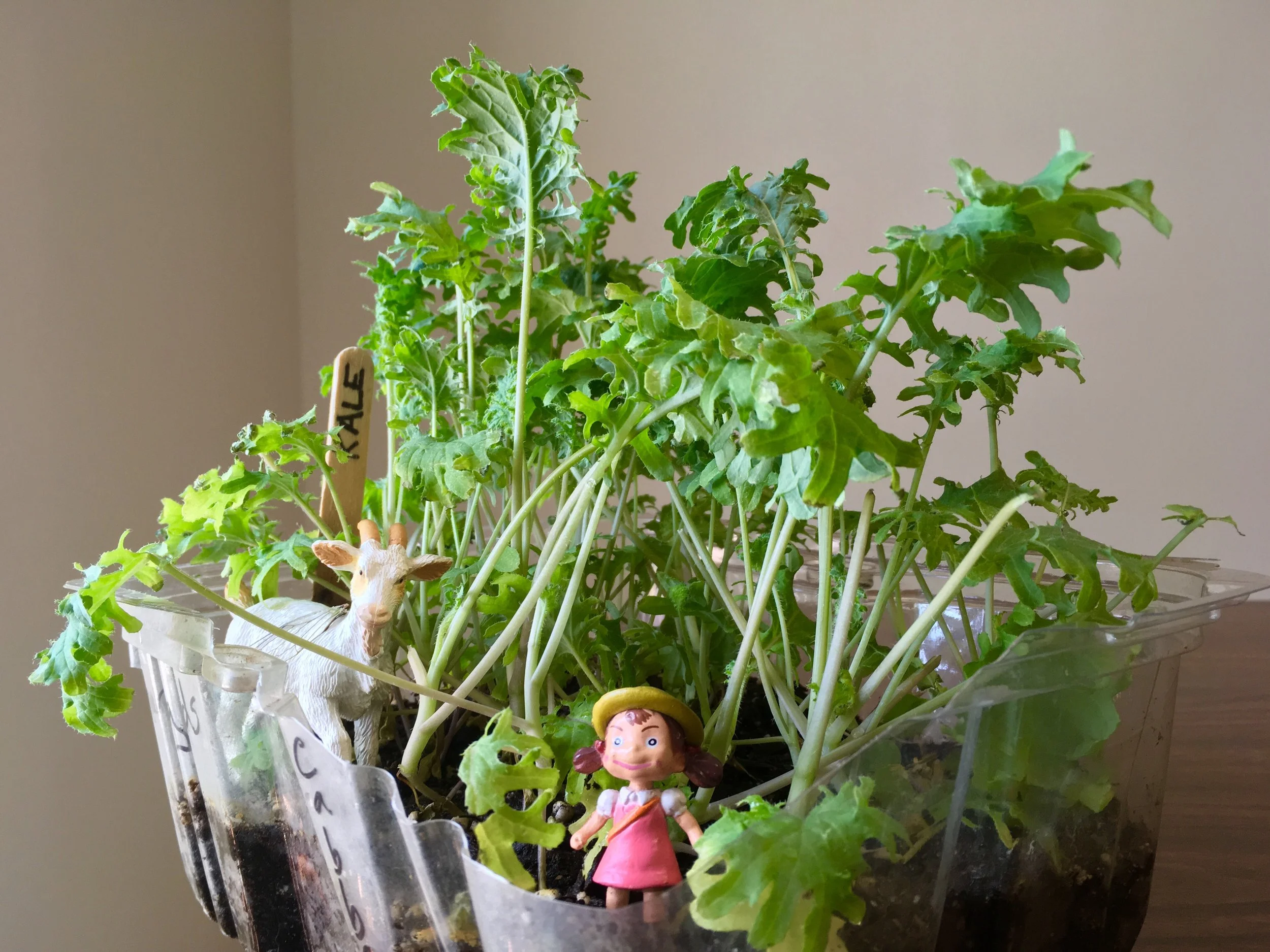 kale forest.jpg