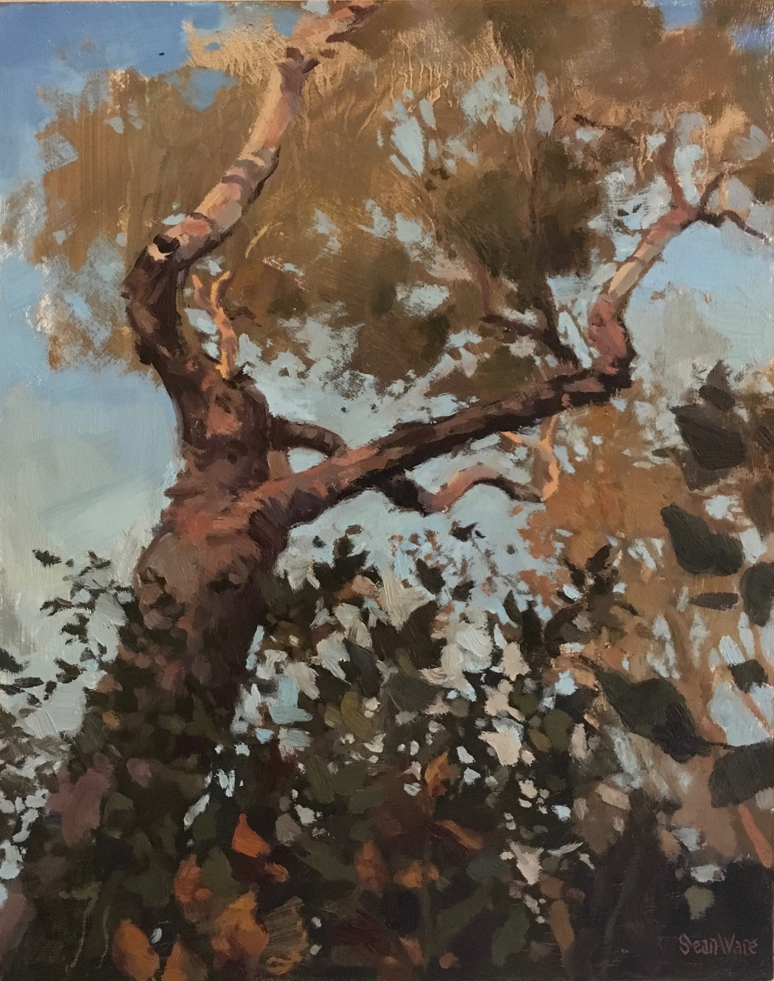 Blush & Fade, oil on panel, 11x14", 2016