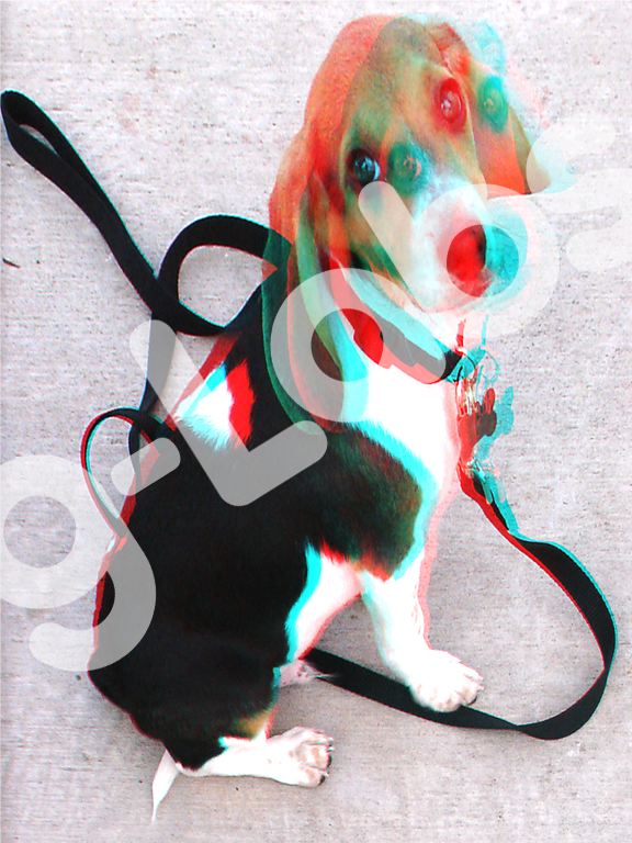 dog1-sample.png