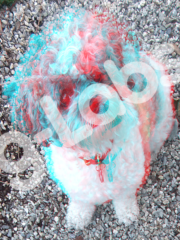 dog11-sample.png