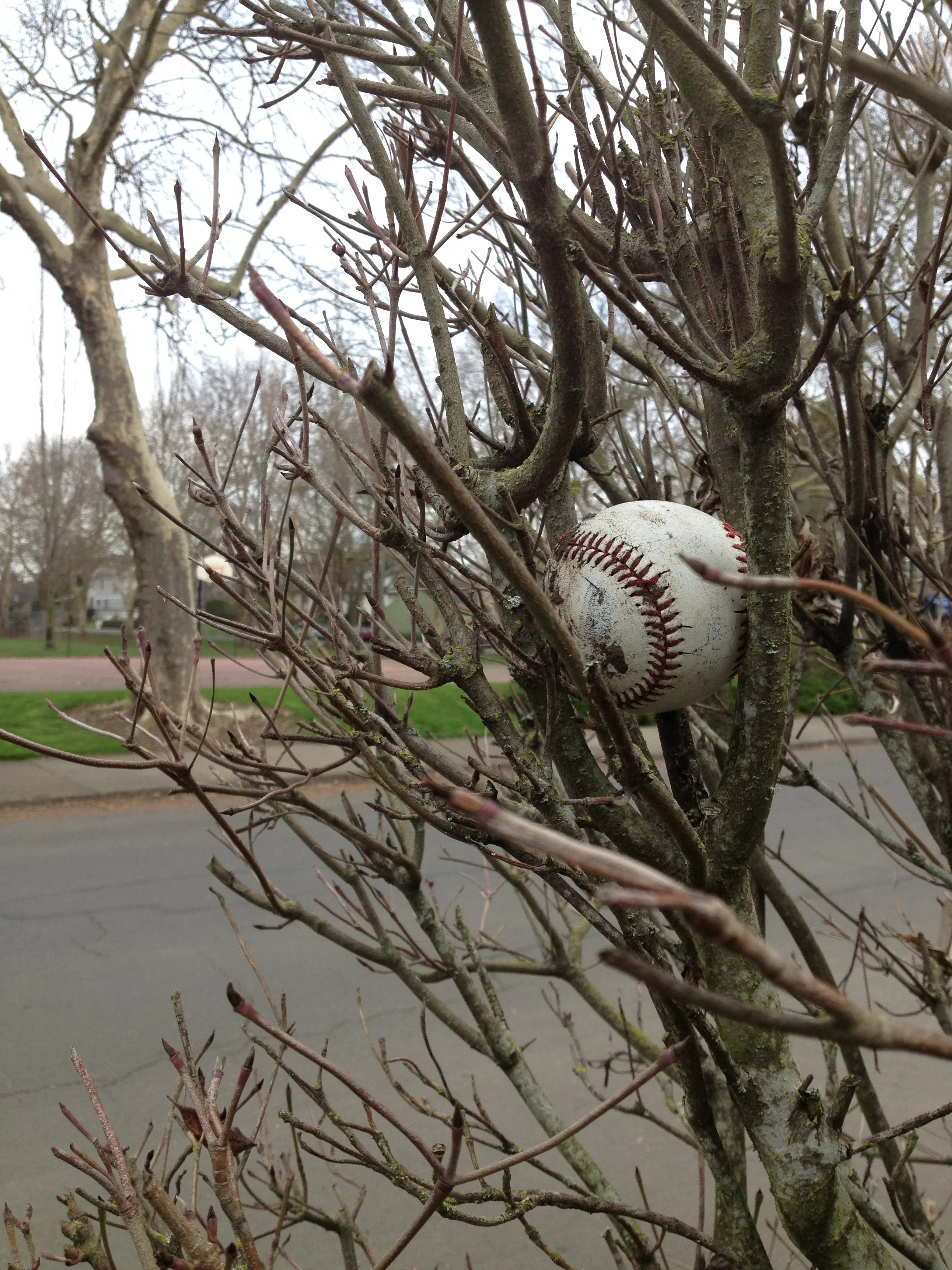 Baseball in tree