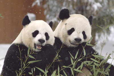 Pandas at the National Zoo. Credit: Ann Batdorf, National Zoological Park, http://nationalzoo.si.edu/Animals/PhotoGallery/GiantPandas/default.cfm