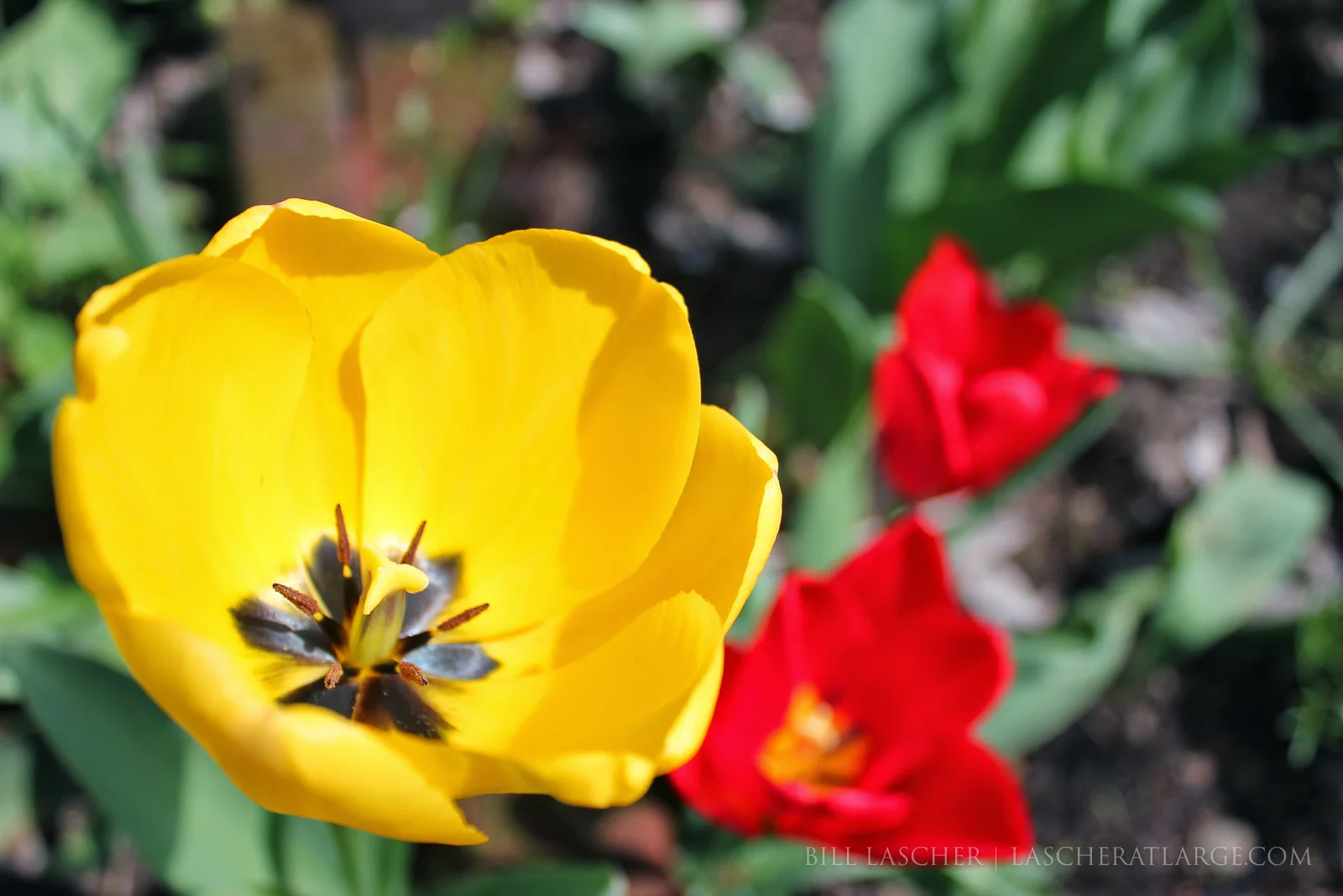 Tulips in Bloom