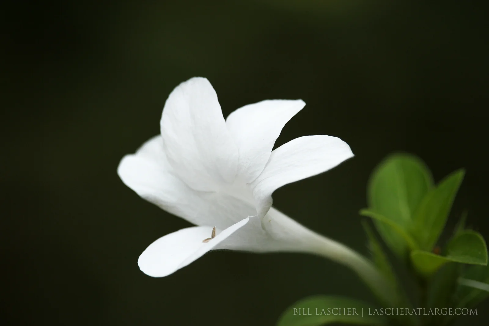 Corregidor Bloom