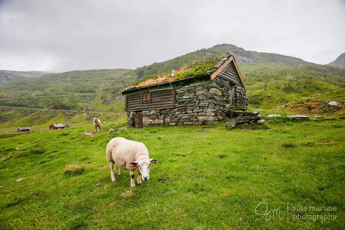 One of the locals enjoying the grass near Voss.