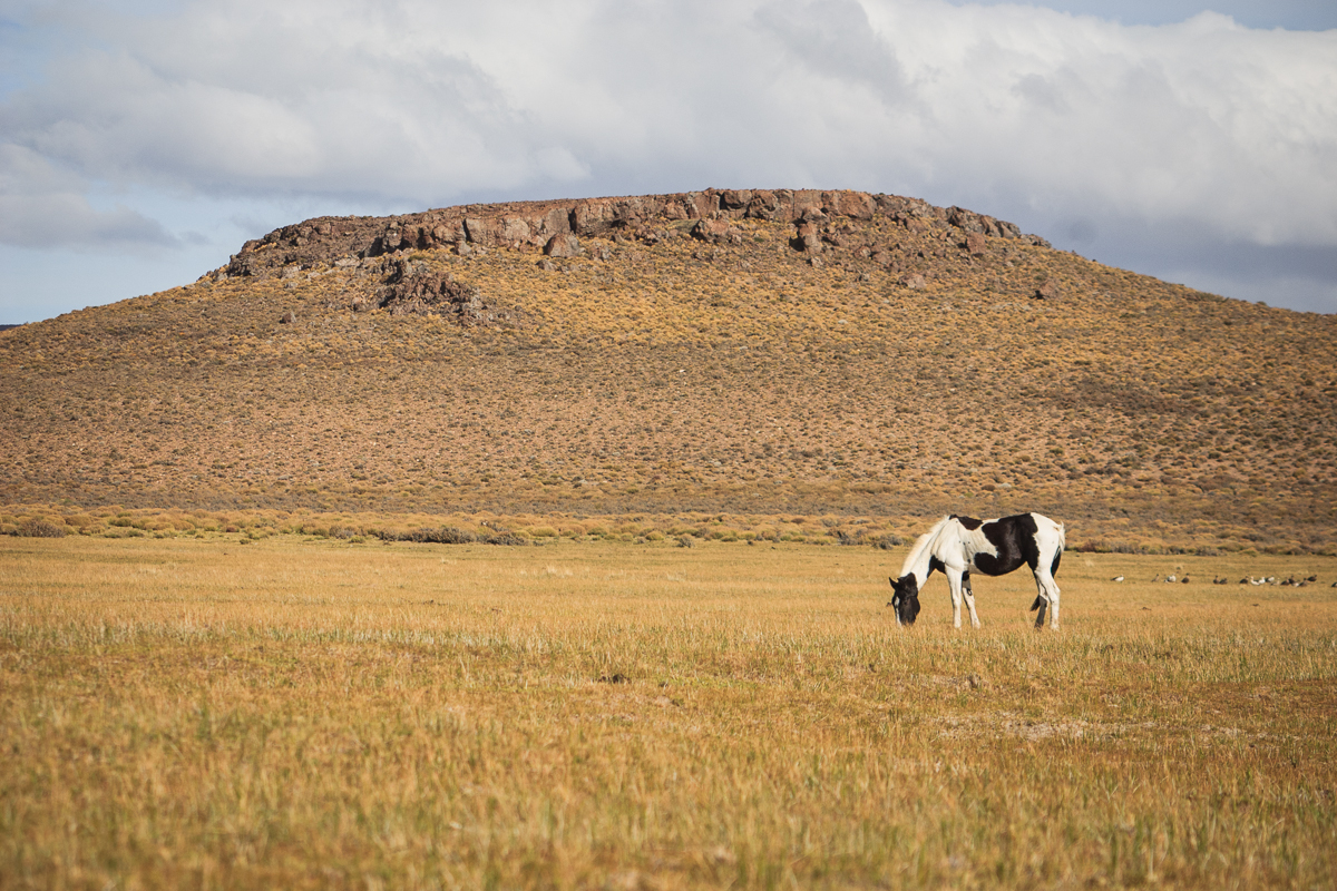  Laguna Blanca, Neuquen. 