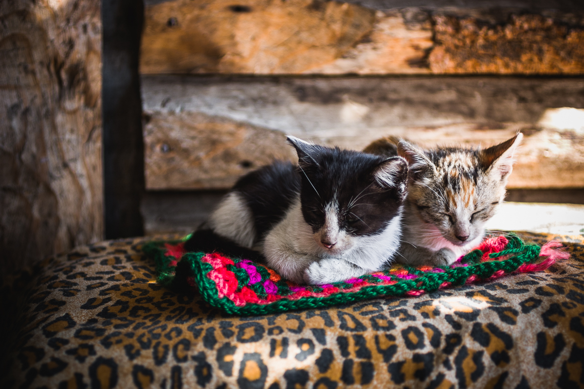 Mapuche cats