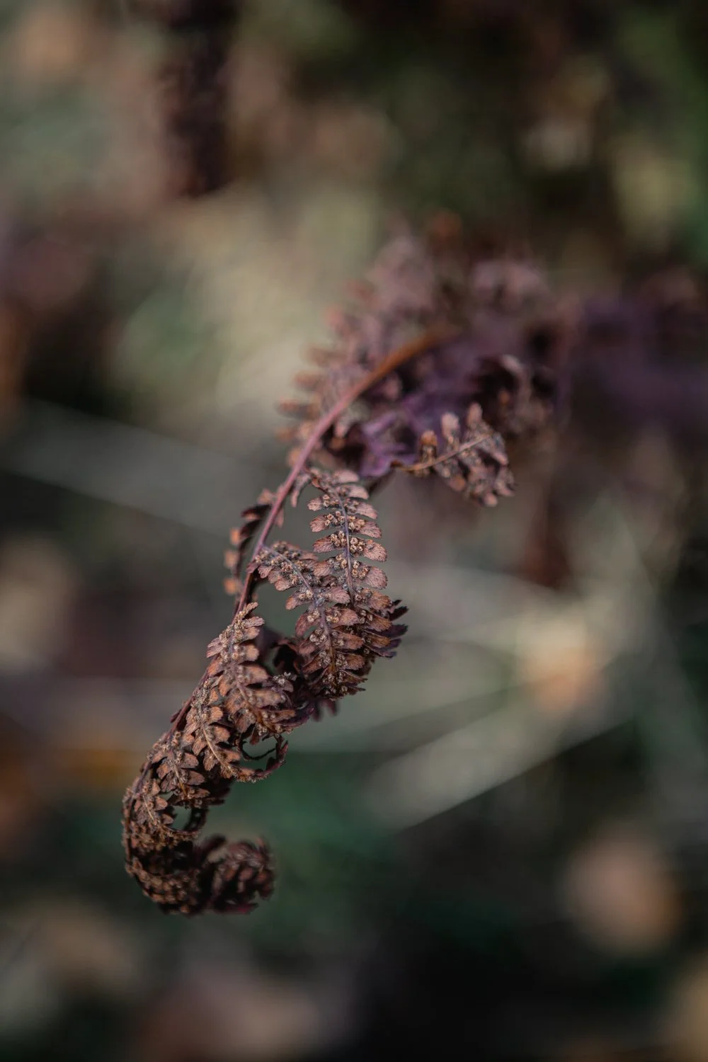 _MG_2858.jpg