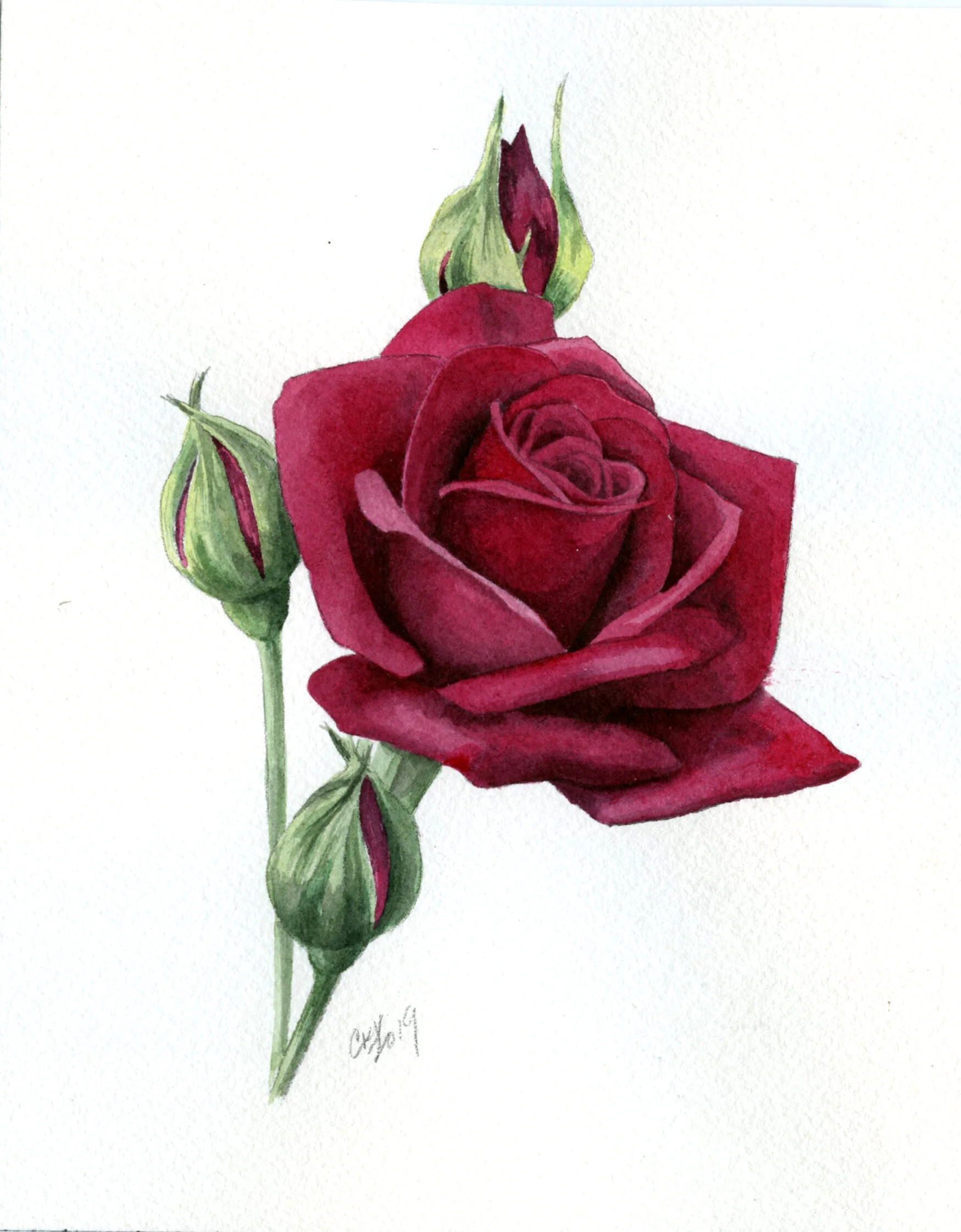 CRIMSON ROSE