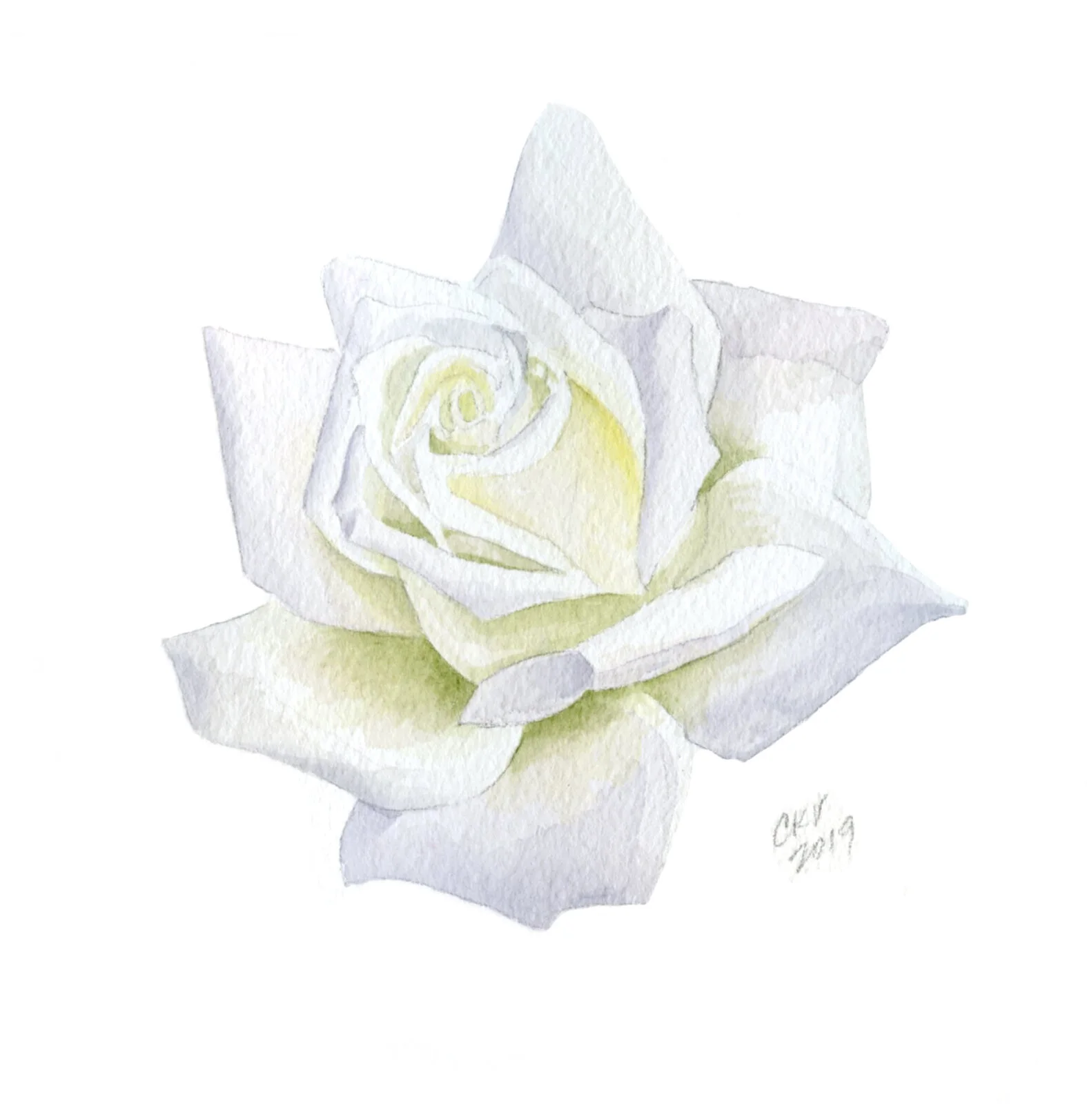 PORCELAIN ROSE.jpg