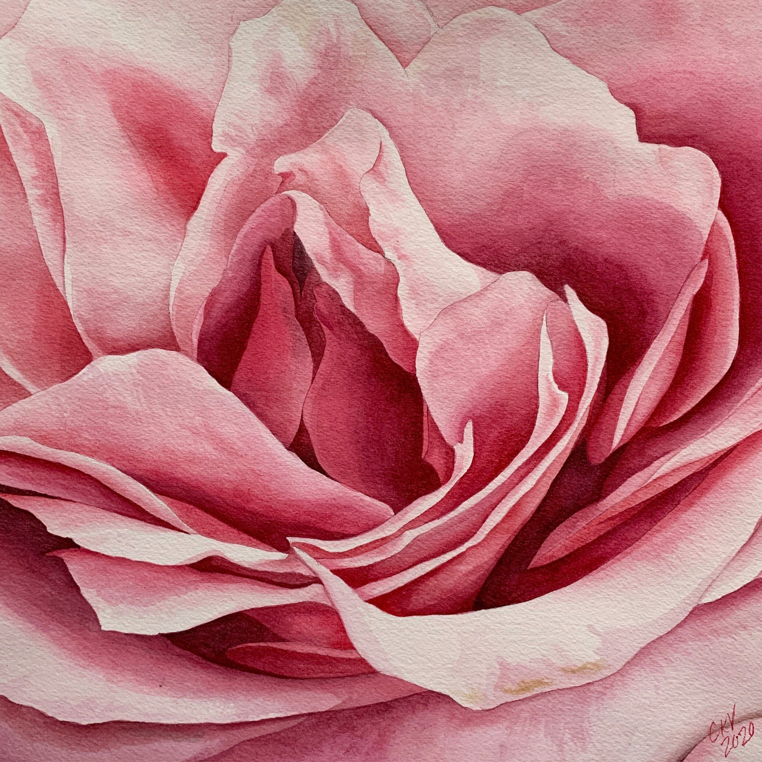 PINK ROSE