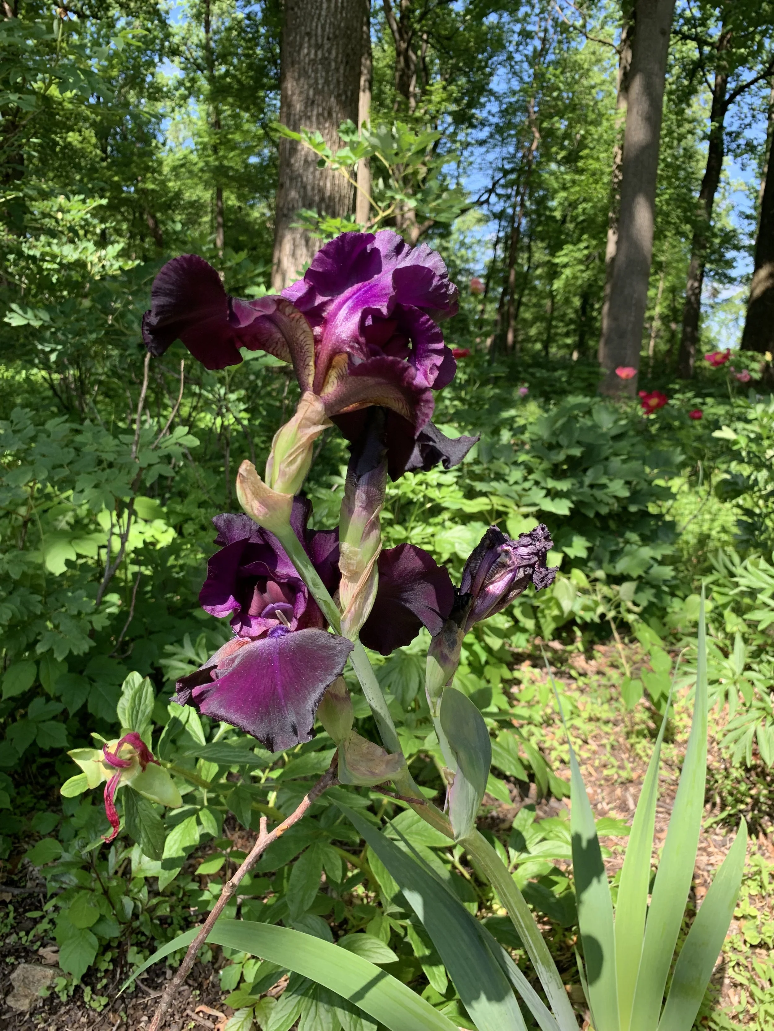 IMG_3266.jpeg