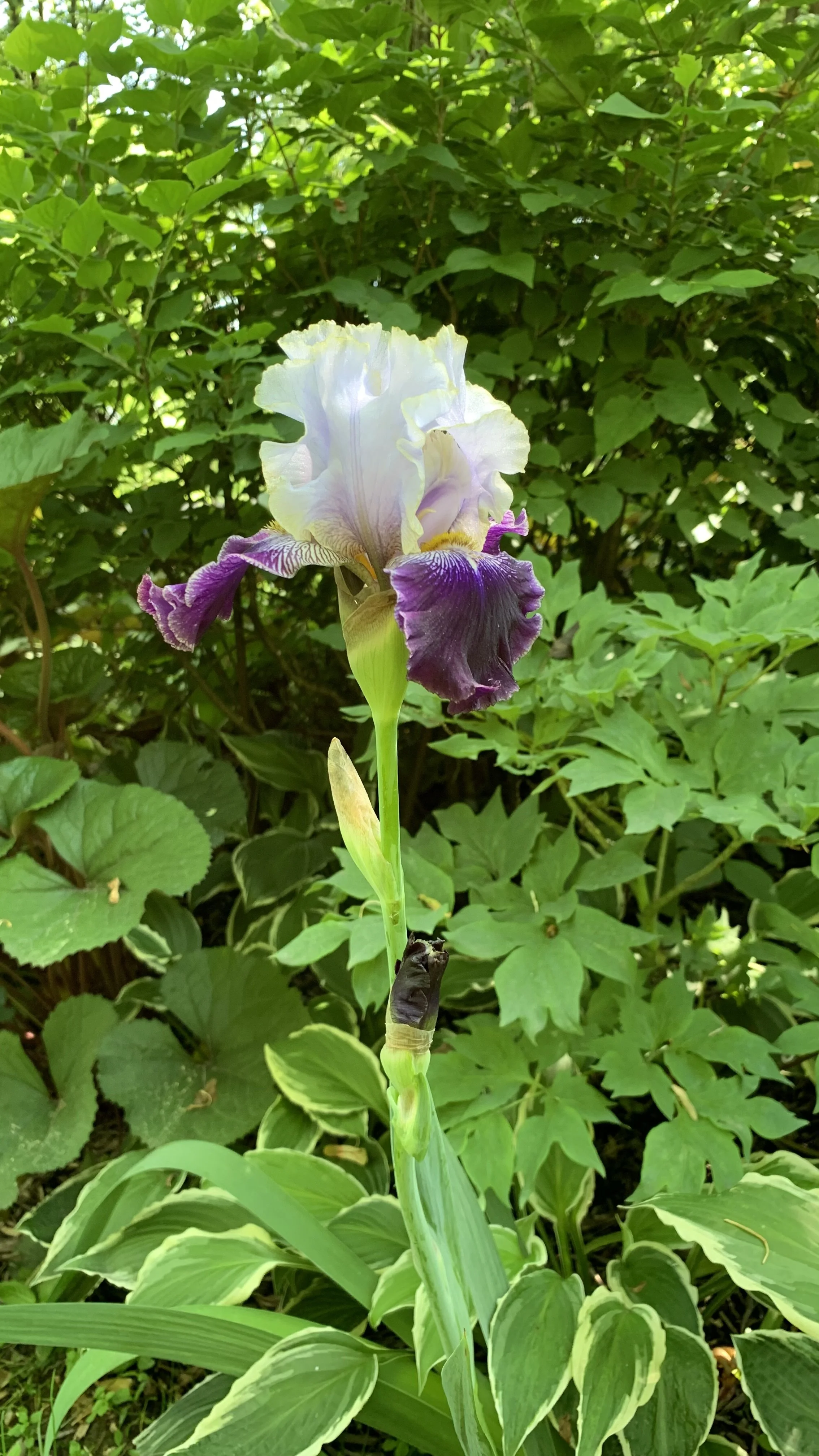 IMG_3391.jpeg