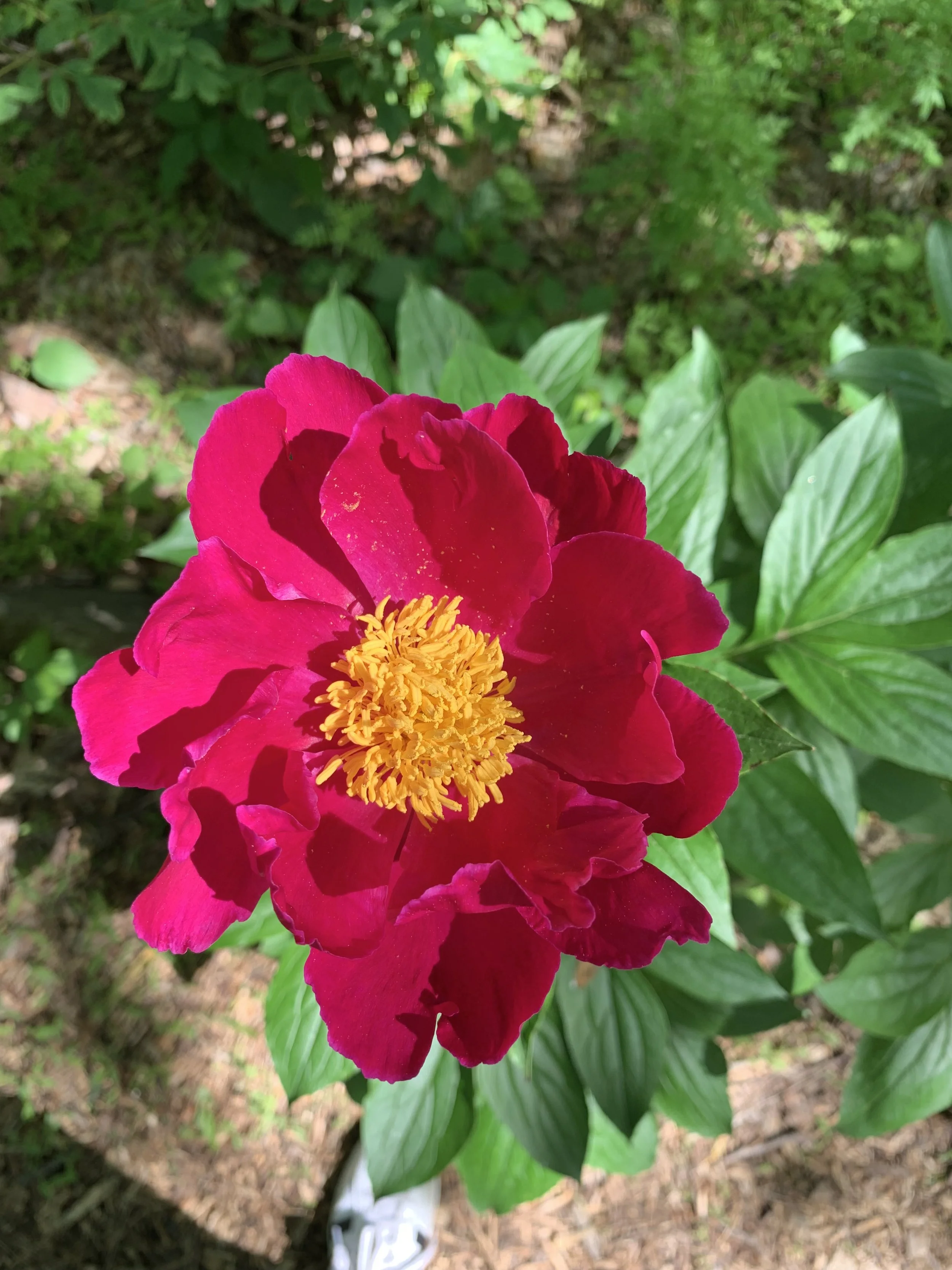 IMG_3230.jpeg