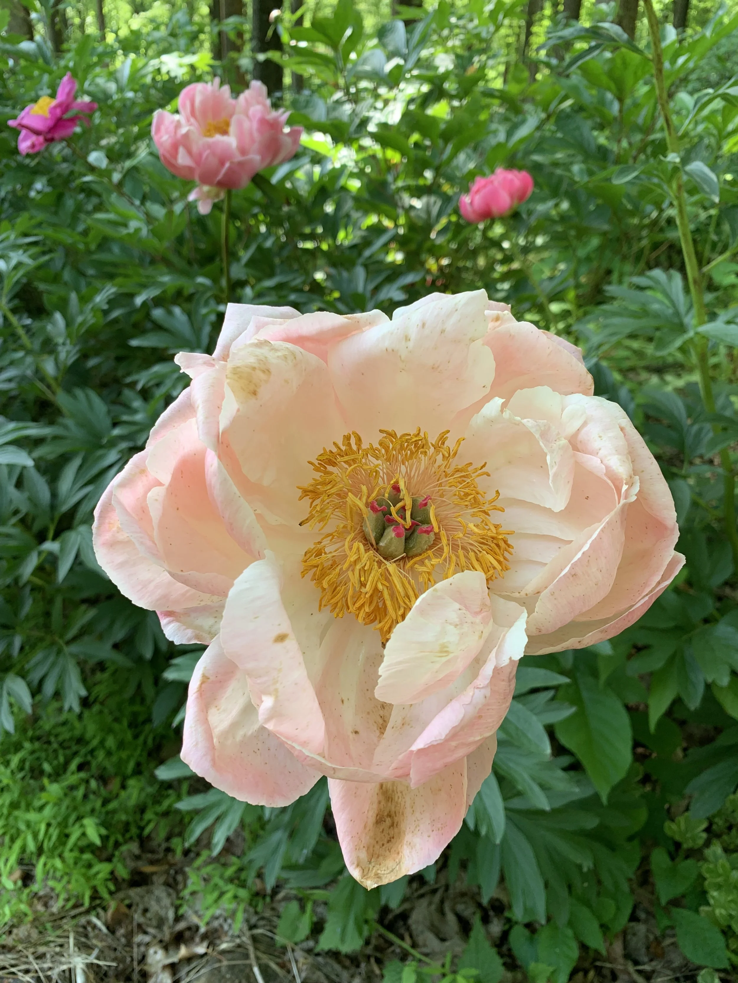 IMG_3300.jpeg