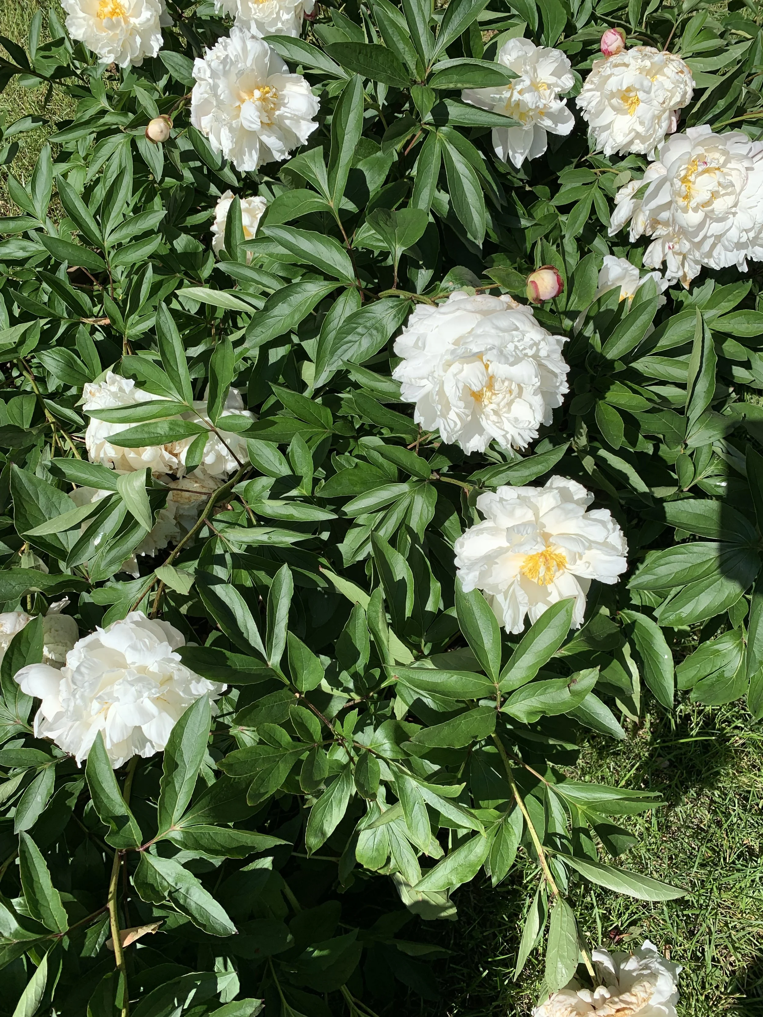 IMG_3330.jpeg