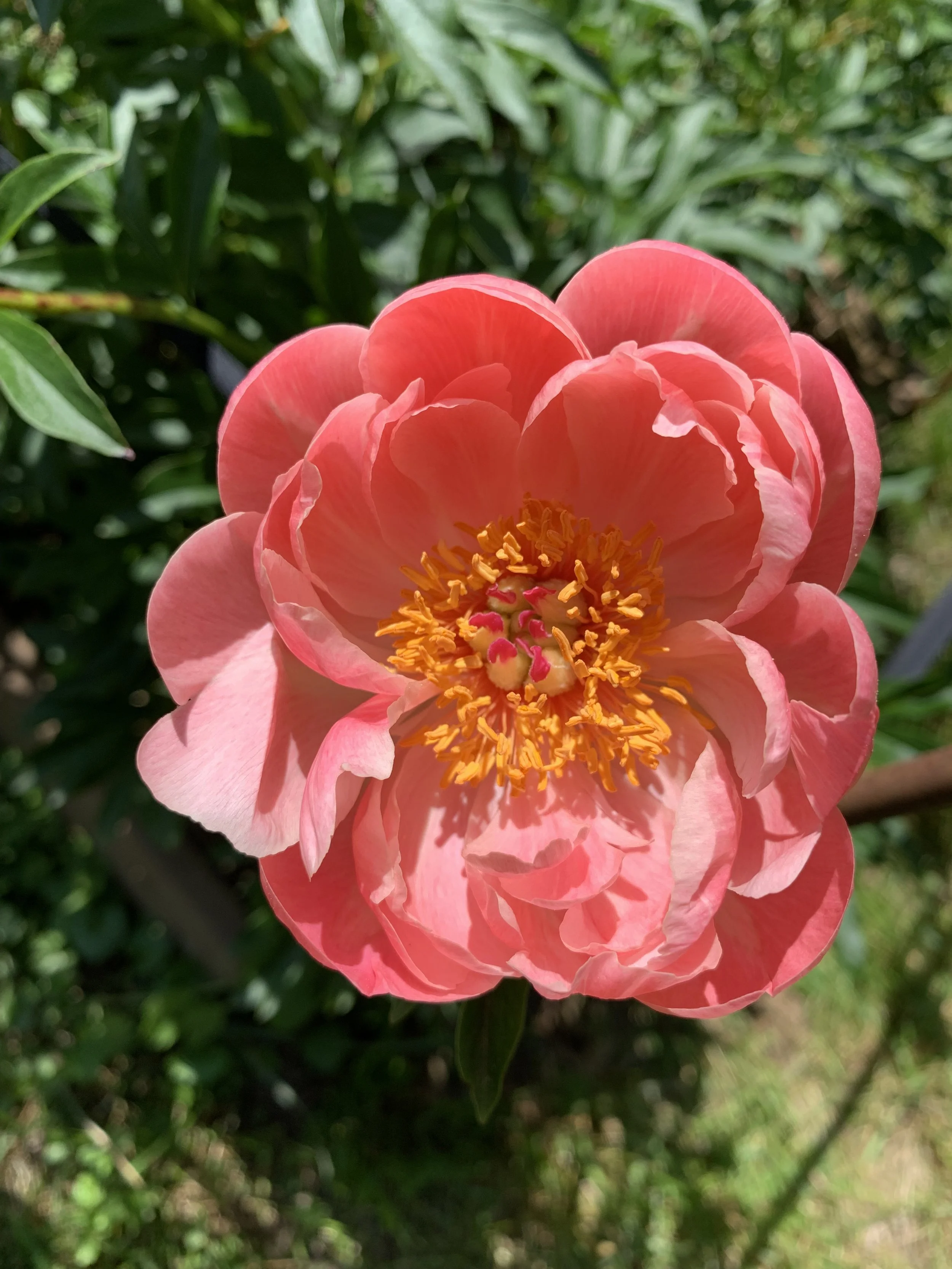 IMG_3339.jpeg