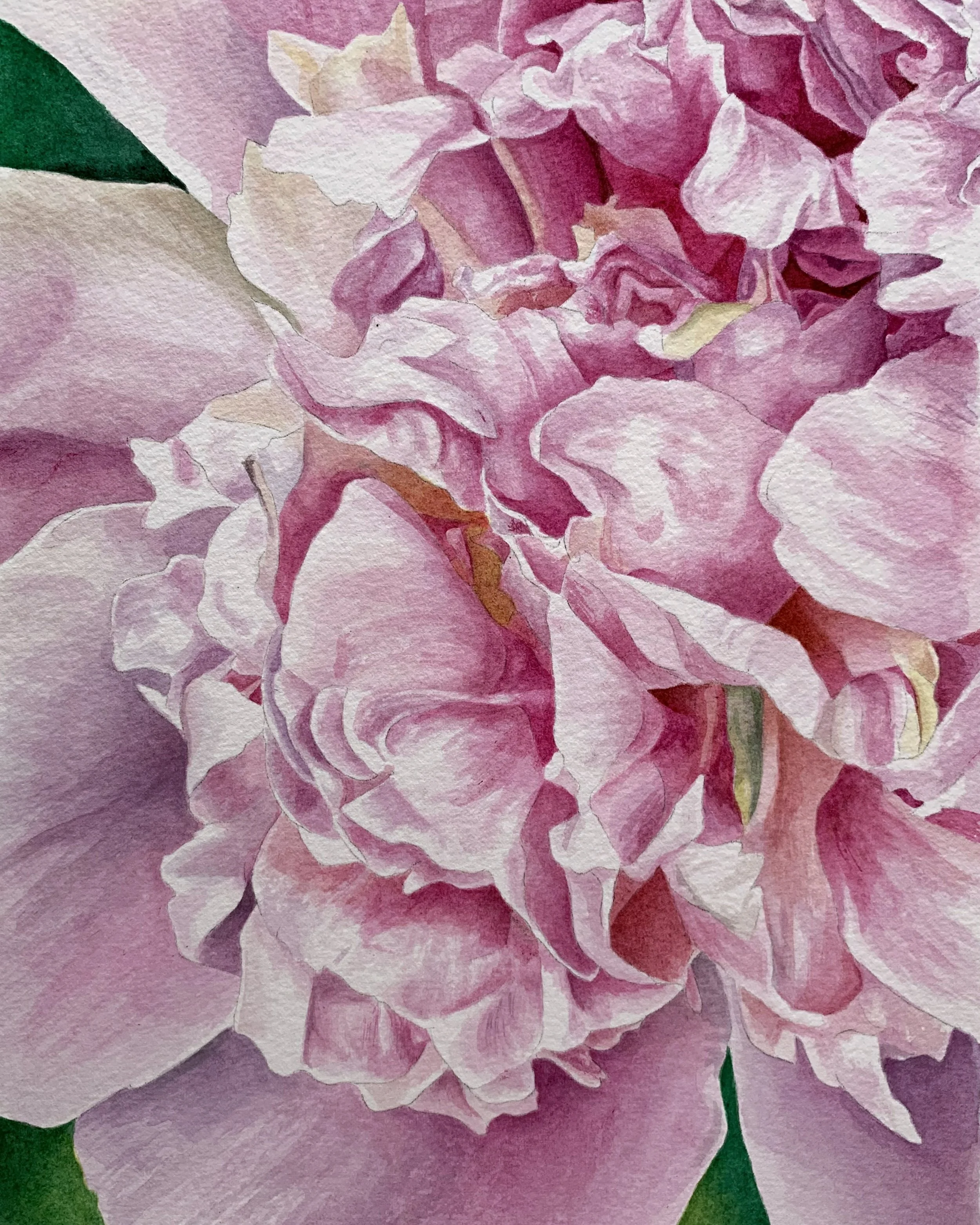 PEONY V.jpg