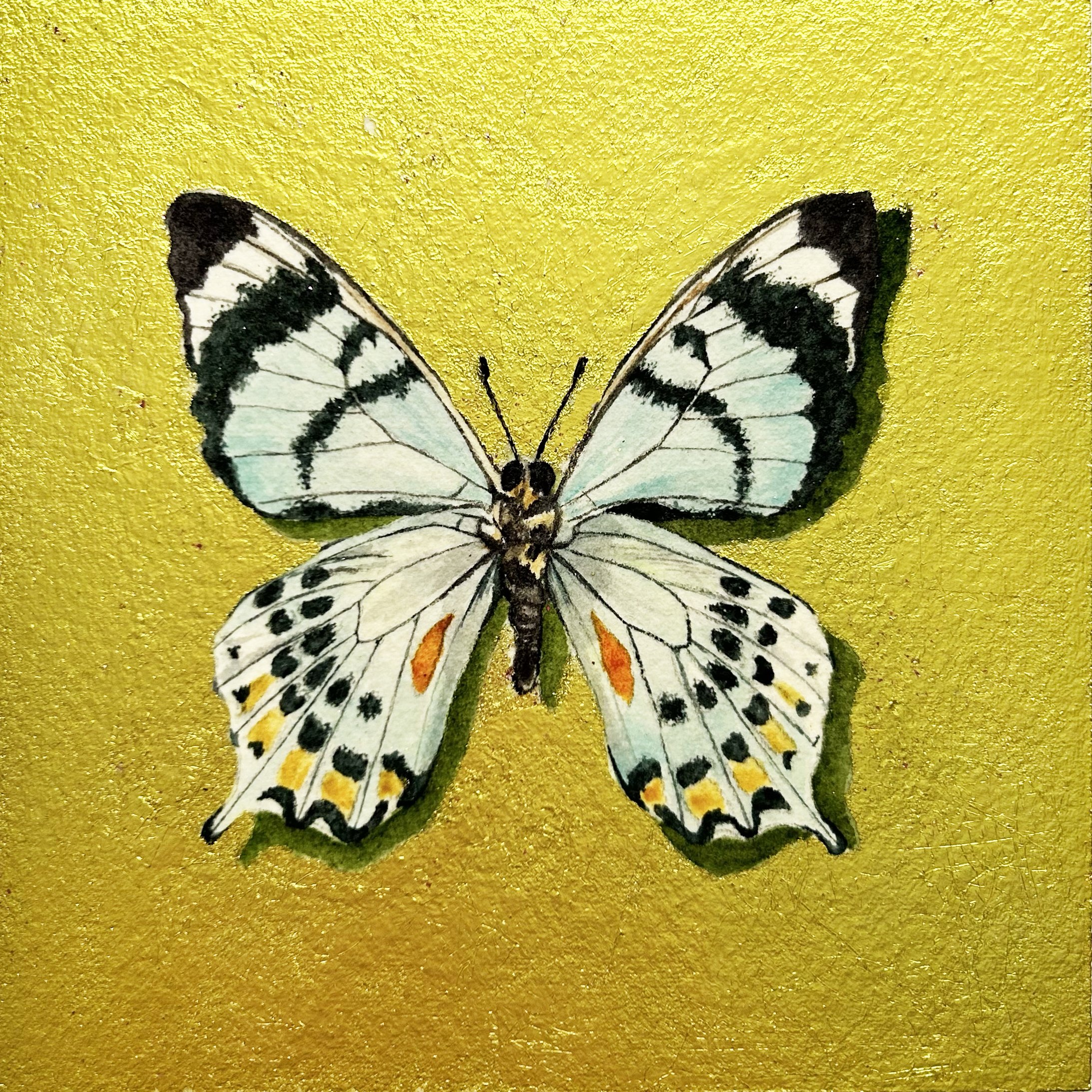 Papilio Laglaizei on Yellow