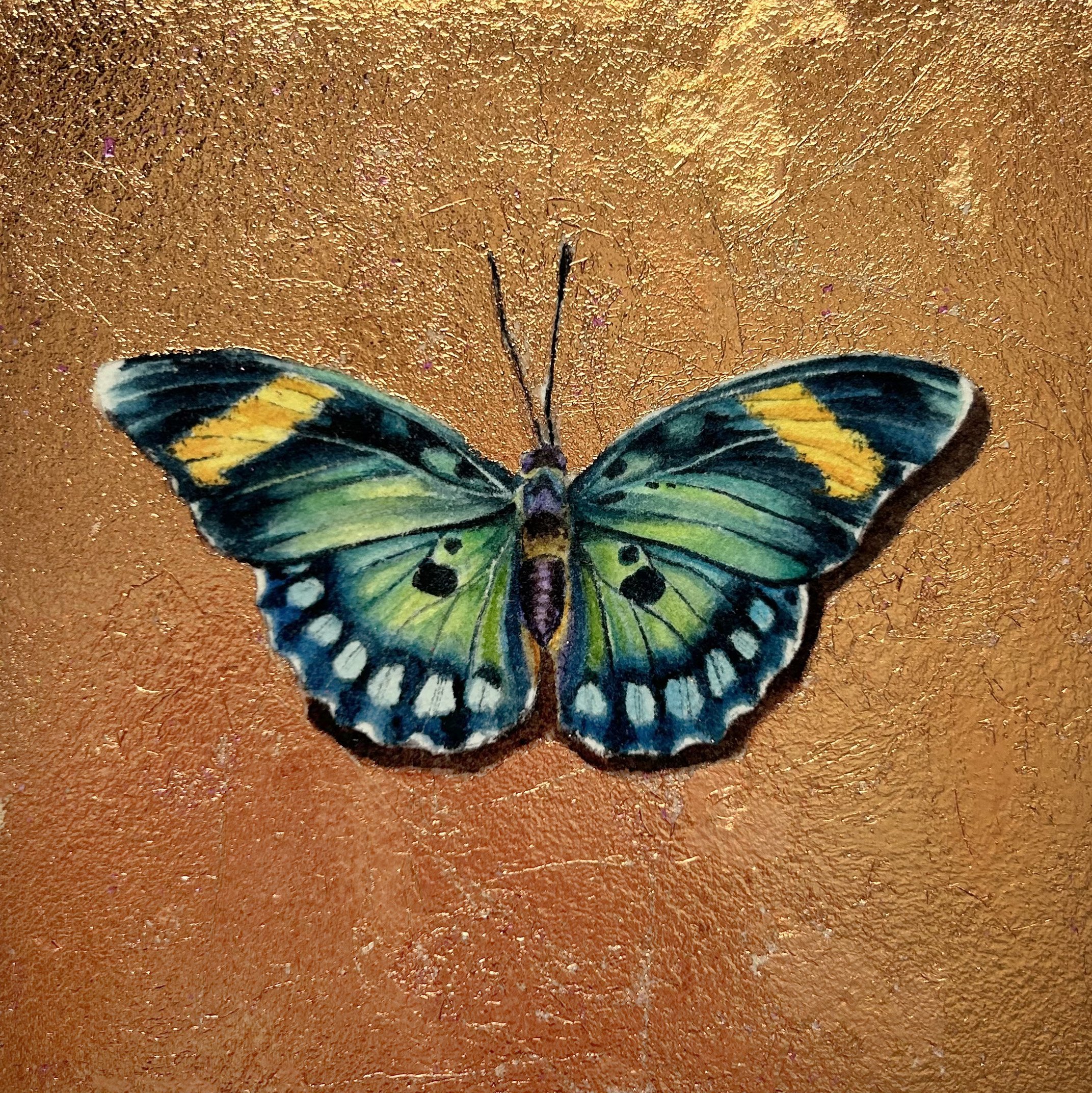 Euphaedra Phaethusa-main.jpg