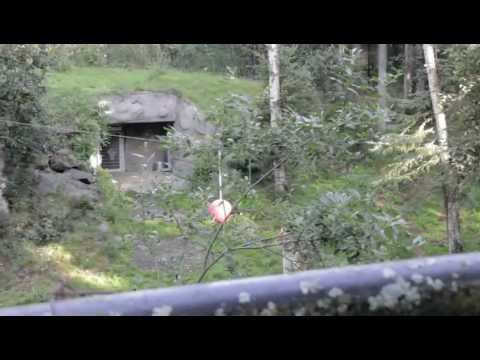 Amur Tigers Playing at Alaska Zoo