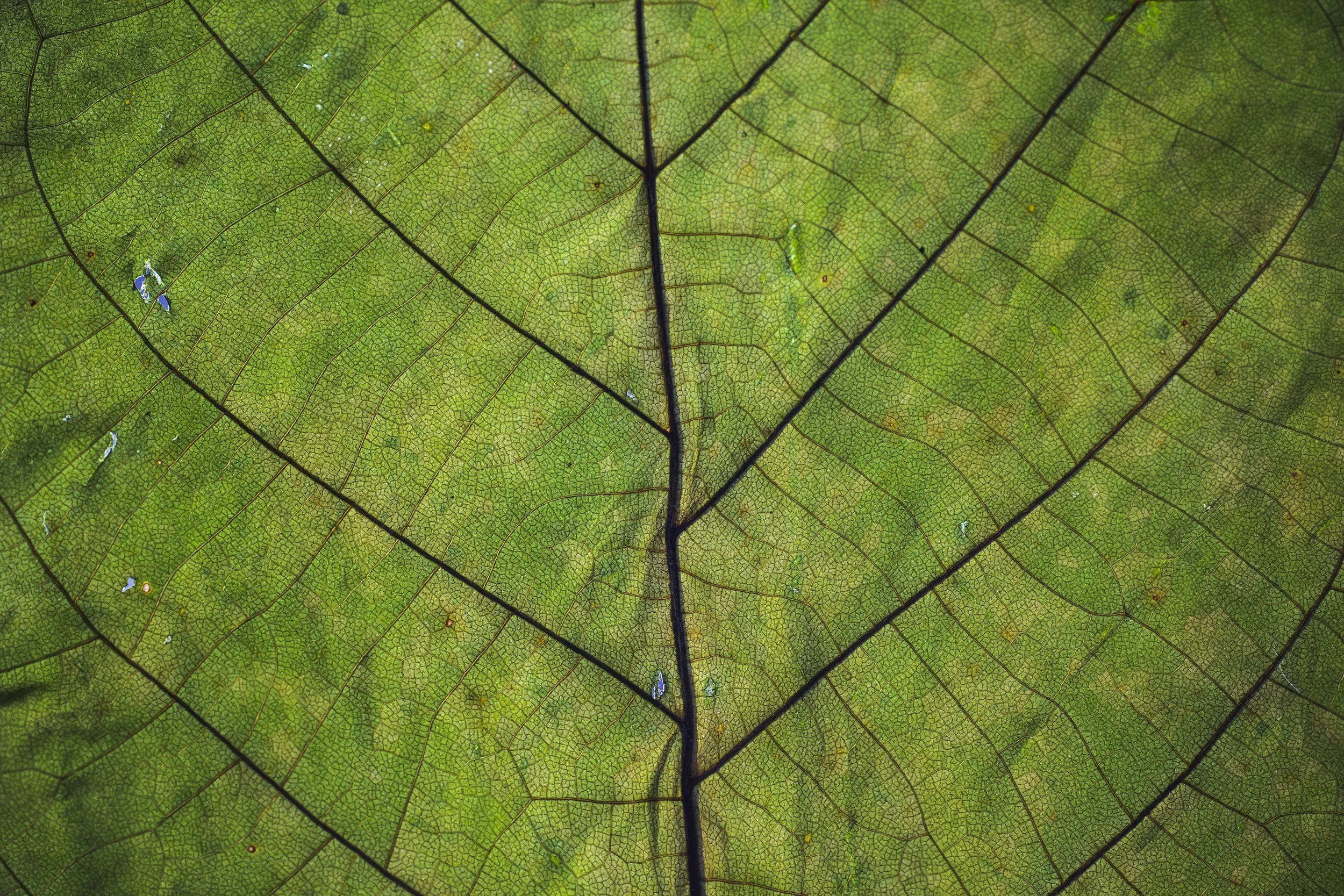 Close-up of a green leaf showing its detailed veins and texture.