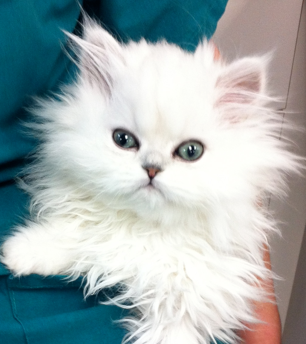 stores that sell puppies