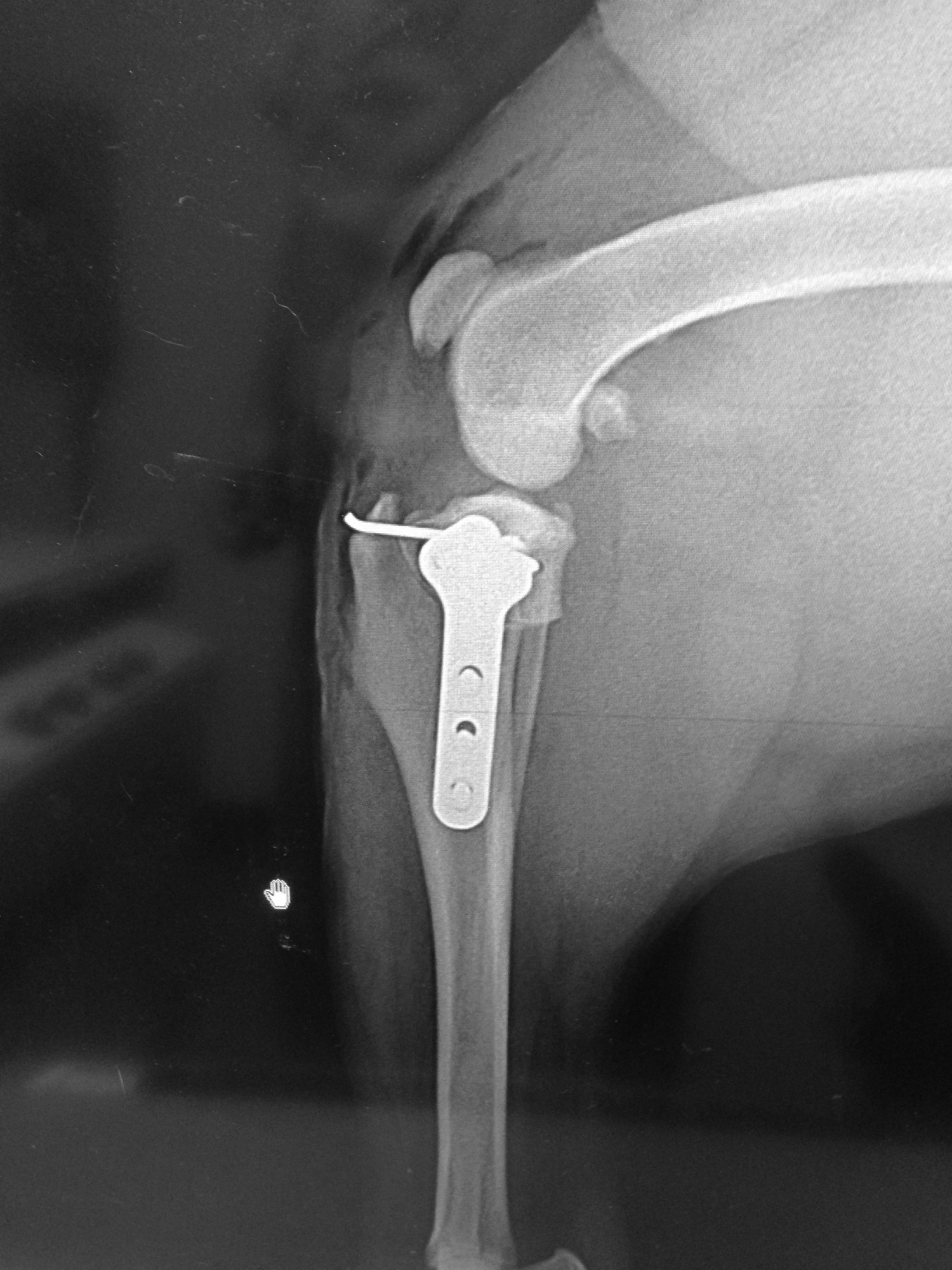 TPLO - SYNTHES TYPE IMPLANTS