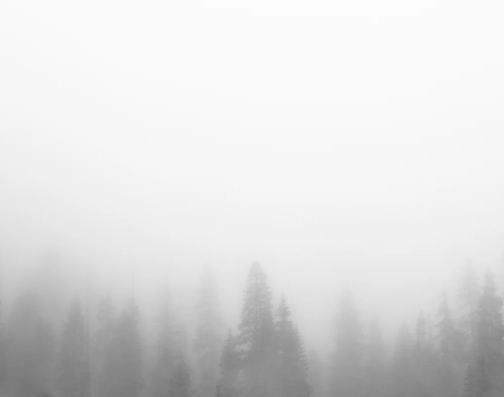 20121201_sequoias_lrg_062.jpg