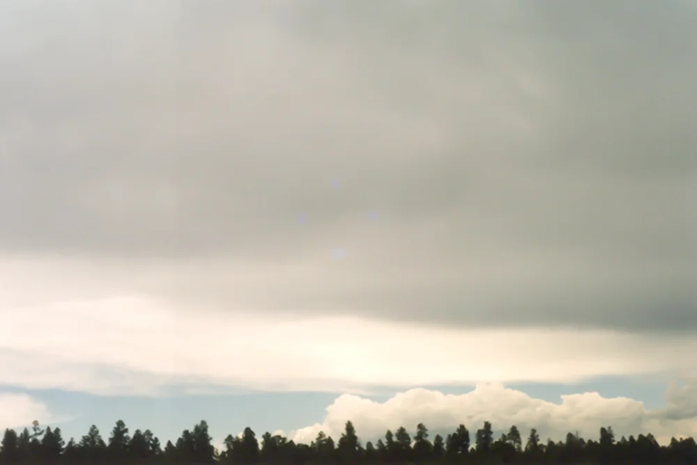 trees.jpg