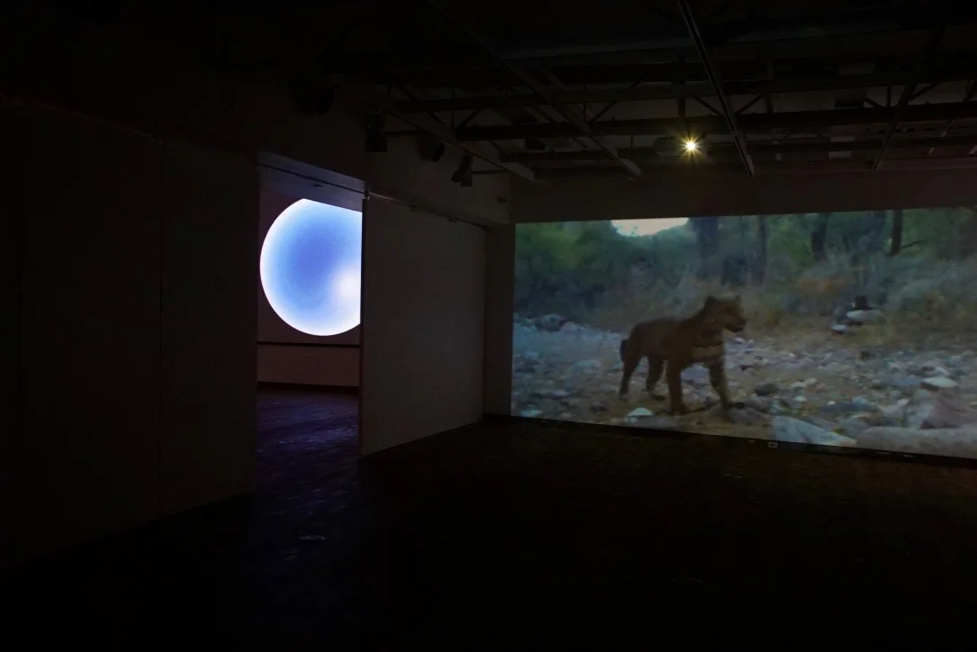 Tension and Territory , Installation view: Life/Death and Wild/Captive , Mesa Community College Gallery, Mesa, Arizona, 2017 Photo Credit: Kendra Sollars