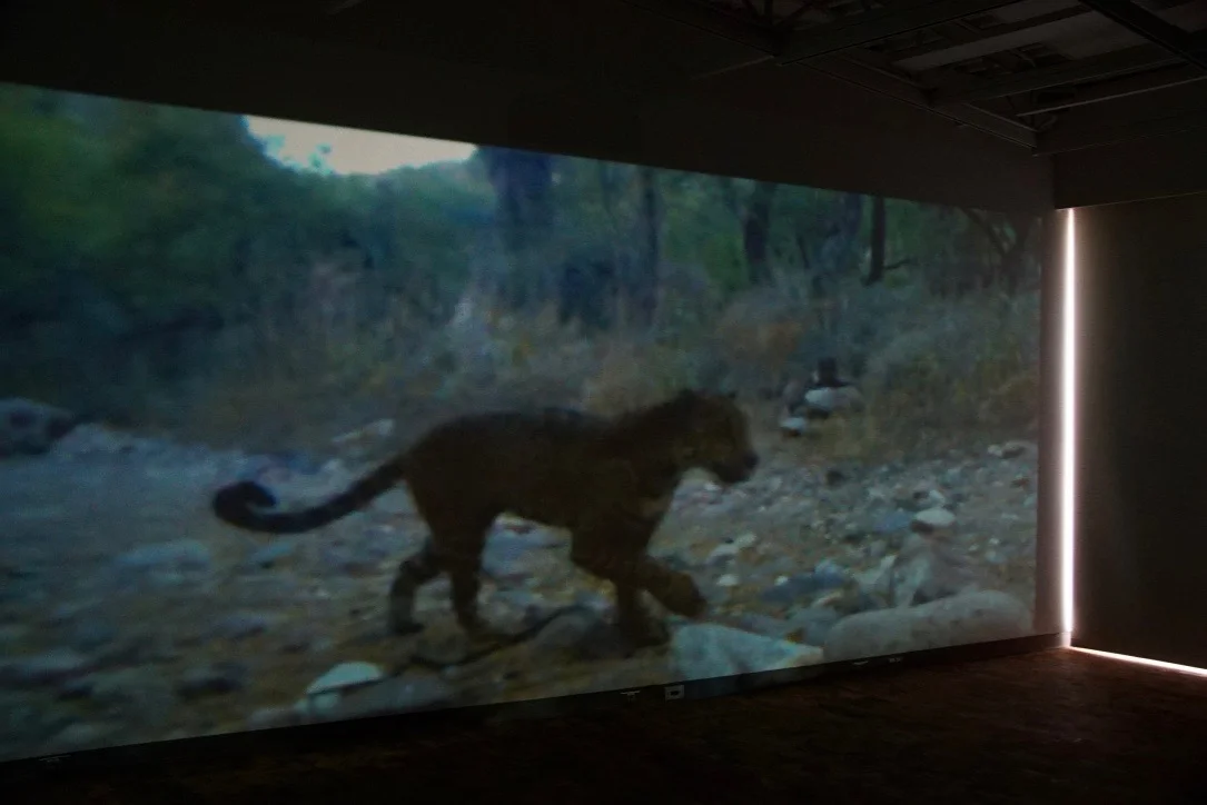 Tension and Territory , Installation view: Wild/Captive , Mesa Community College Gallery, Mesa, Arizona, 2017 Photo Credit: Kendra Sollars