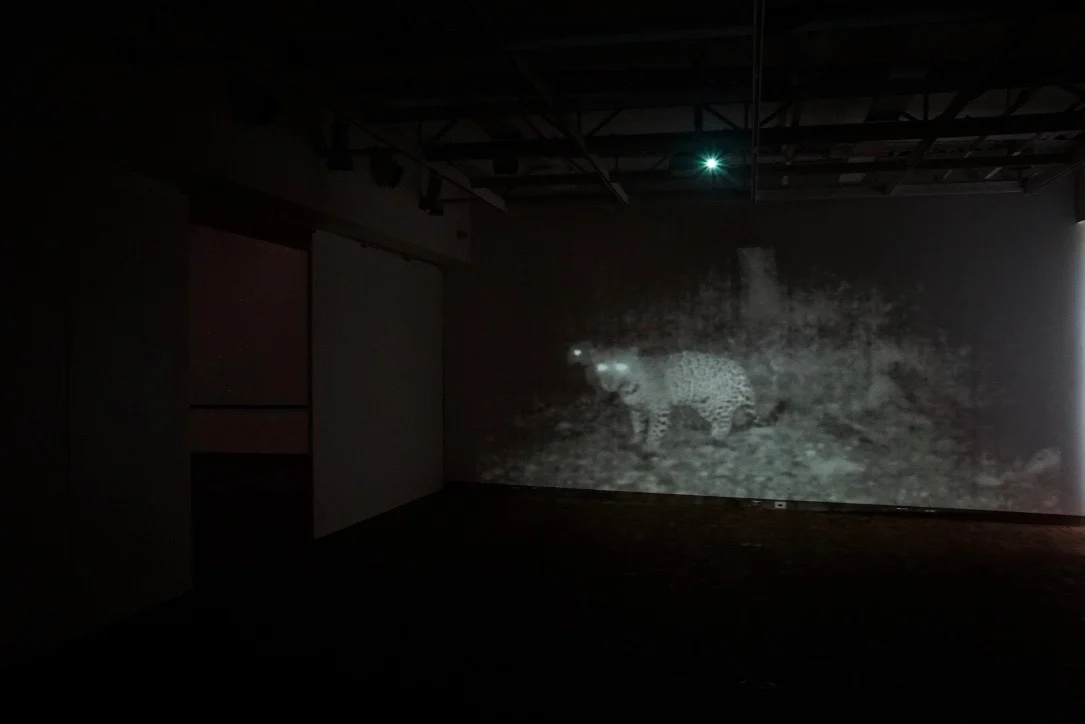 Tension and Territory , Installation view: Life/Death and Wild/Captive , Mesa Community College Gallery, Mesa, Arizona, 2017 Photo Credit: Kendra Sollars