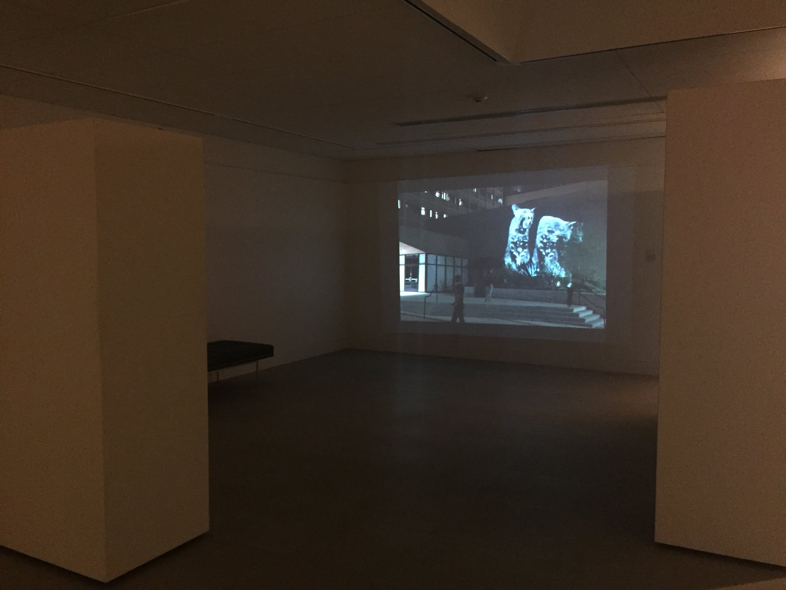 Confrontation , Installation view: Animal Land: The Nature of UCLA , Mary Blanton Kennedy Gallery, Museum of the Southwest, Midland, Texas, 2017