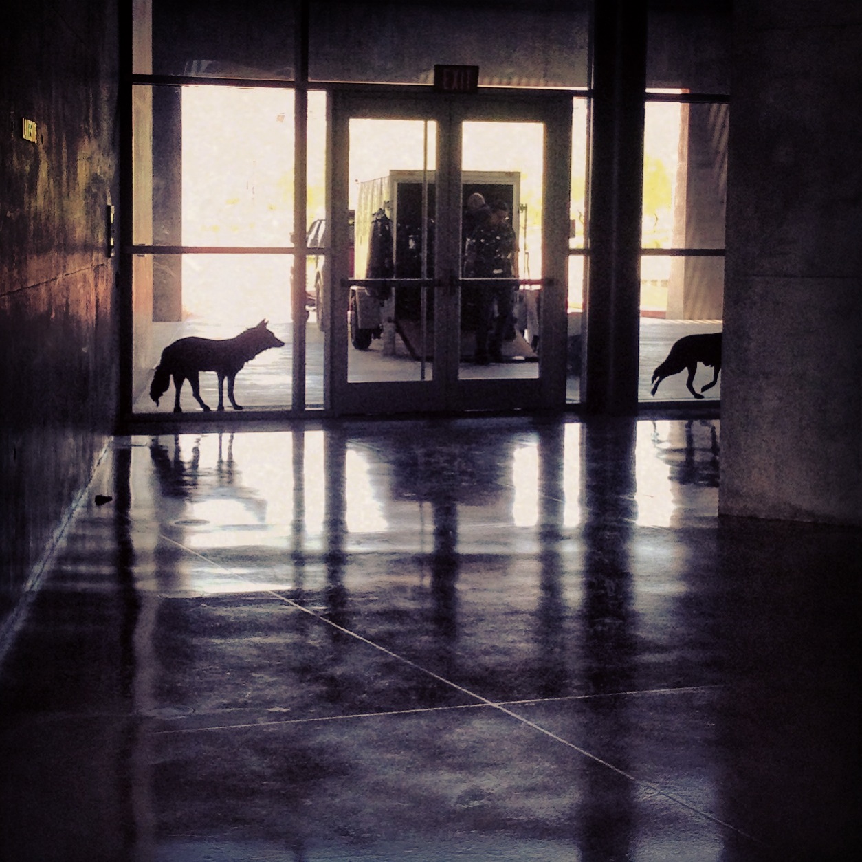   Animal Crackers , Installation view:&nbsp; NO(w)HERE , Tempe Center for the Arts, Tempe, Arizona, 2013 