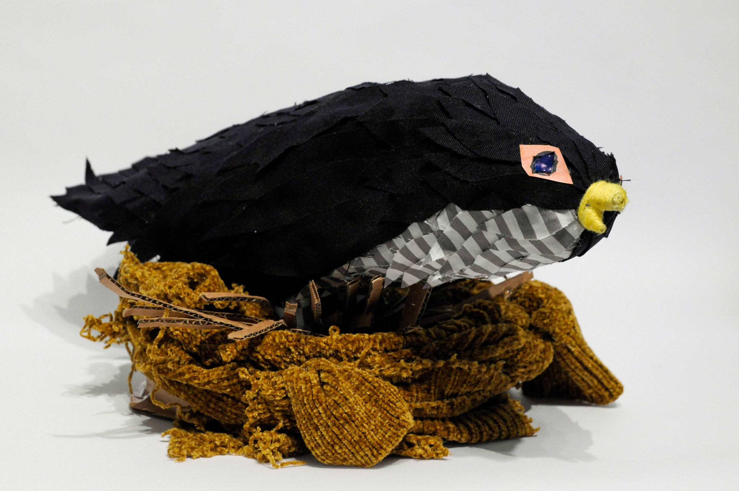  Peregrine Falcon by Ethan Ricco 