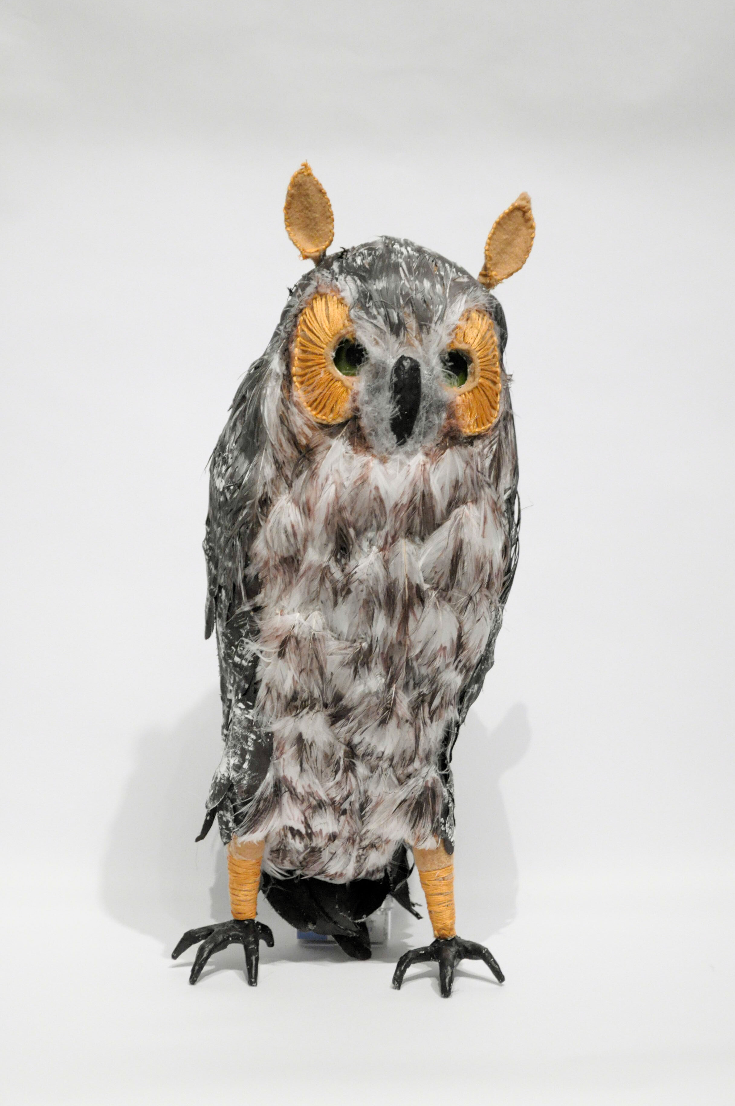  Long-Eared Owl by Sarah Moroney  