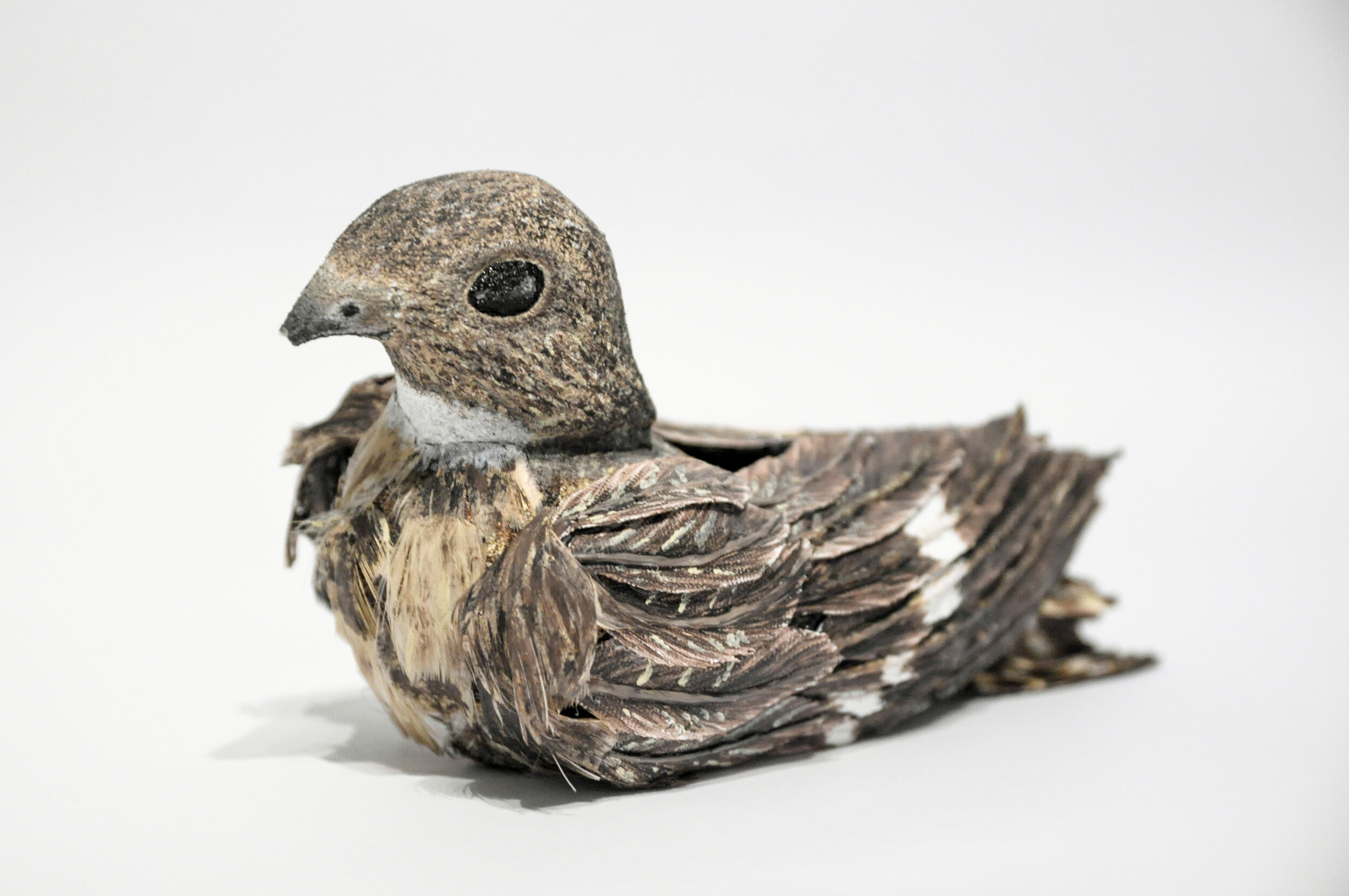  Common Nighthawk by Katie Ross 