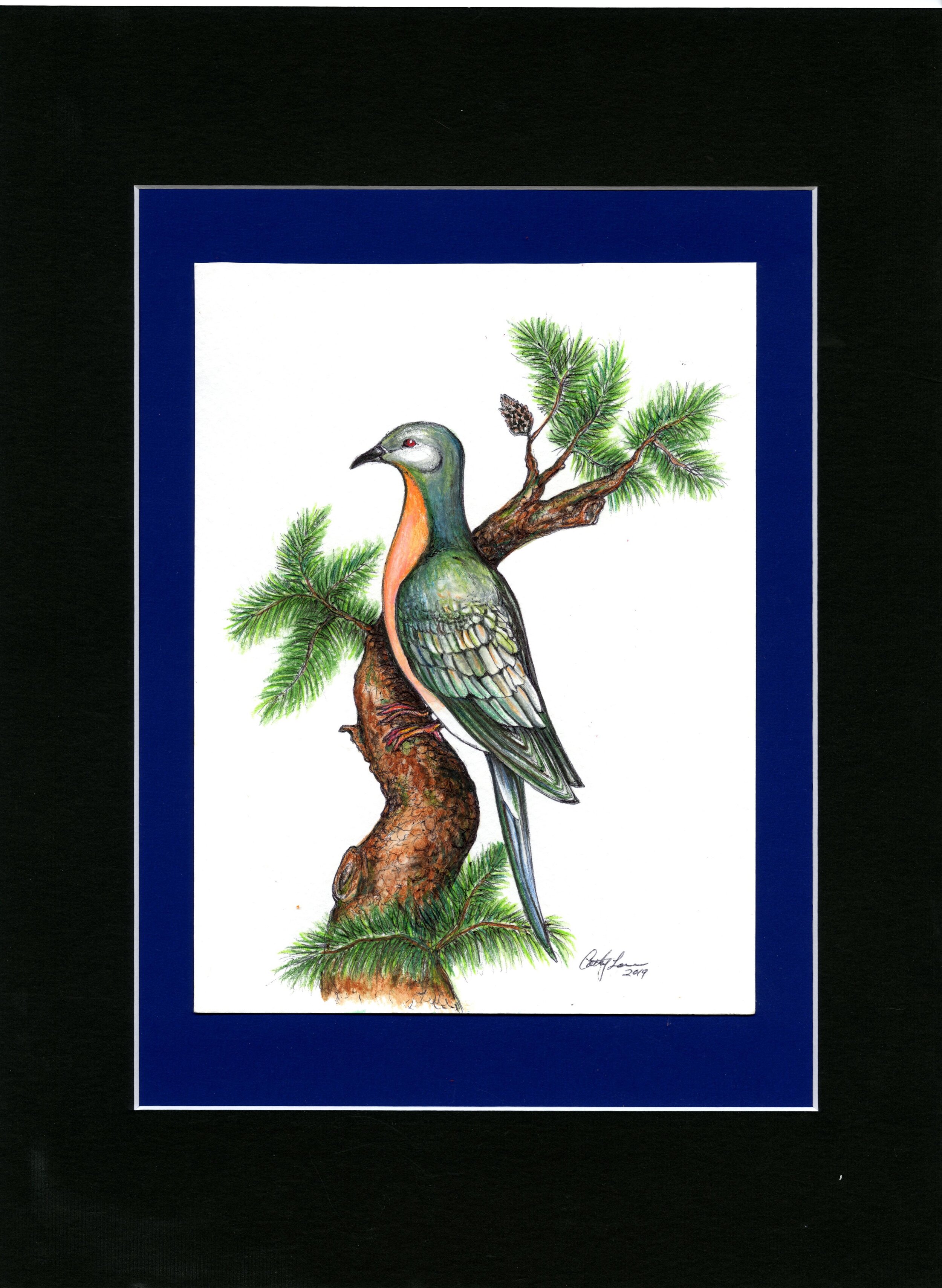  Cathy Lane, Pen Drawing of a male passenger pigeon 